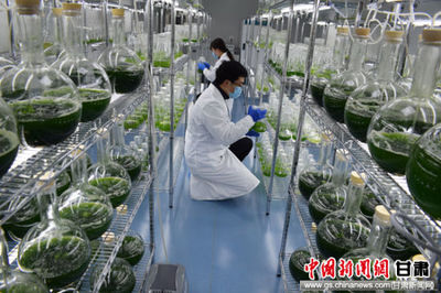 甘肃德福公司生产小球藻鸡蛋进入深圳市场