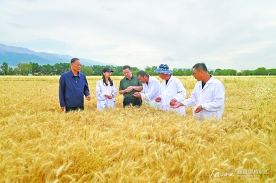 巴里坤春小麦连创高产纪录的背后